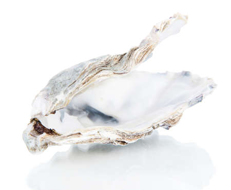 Open oyster isolated on whiteの写真素材