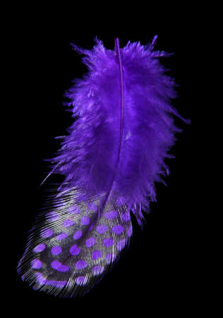 Beautiful decorative feather , isolated on whiteの写真素材