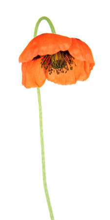 Poppy flower isolated on whiteの写真素材