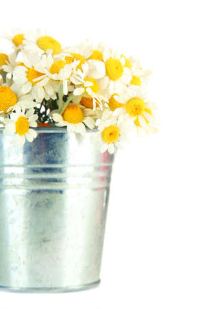 Beautiful wild camomiles in 
pail, isolated on whiteの写真素材
