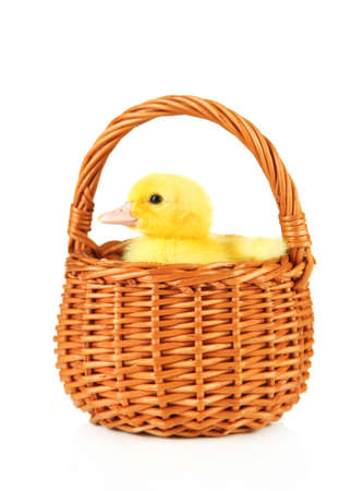 Cute duckling in wicker basket, isolated on whiteの写真素材