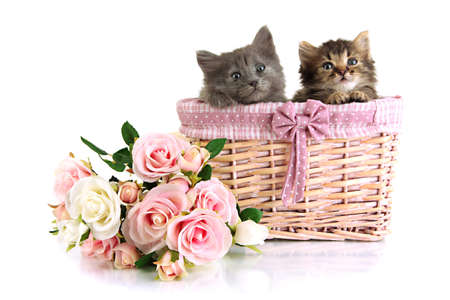 Small kittens in basket isolated on whiteの写真素材