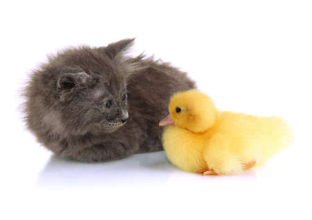 Small kitten and duckling isolated on whiteの写真素材