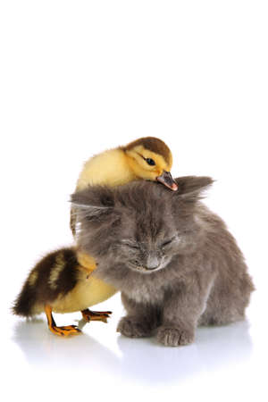 Small kitten and ducklings isolated on whiteの写真素材