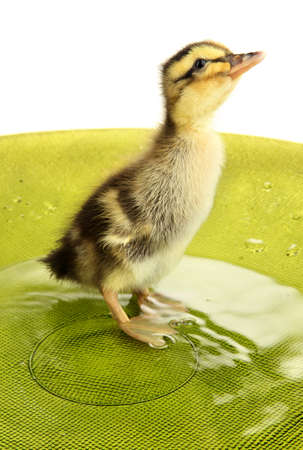 Floating cute duckling close upの写真素材