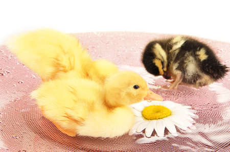 Floating cute ducklings close upの写真素材