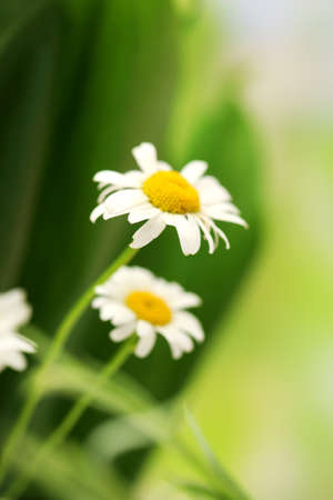 Beautiful wild camomiles, outdoorsの写真素材