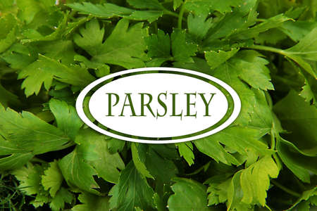 Parsley close upの写真素材