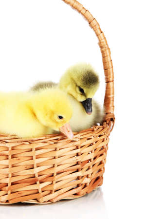 Little ducklings in wicker basket isolated on whiteの写真素材
