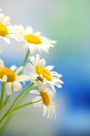 Beautiful wild camomiles, outdoorsの写真素材