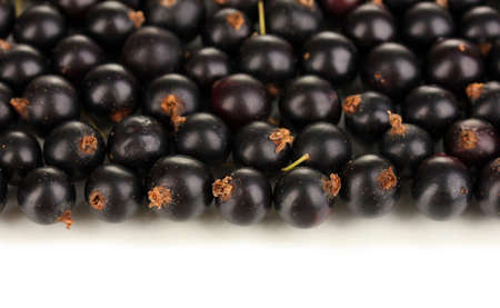 Fresh black currant isolated on whiteの写真素材