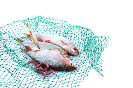 Fishes in fishing net isolated on whiteの写真素材
