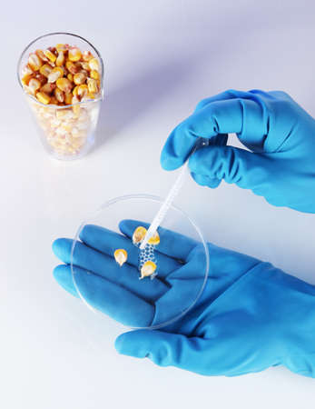 Groats in test tube and hand in gloves on blue backgroundの写真素材