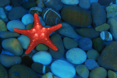 Sea bottom with shells and stonesの写真素材