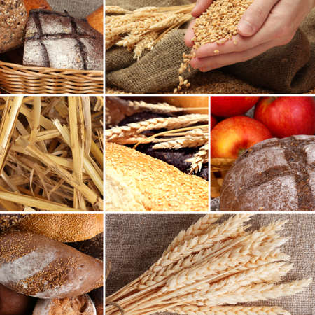Bread and harvesting wheat collageの写真素材