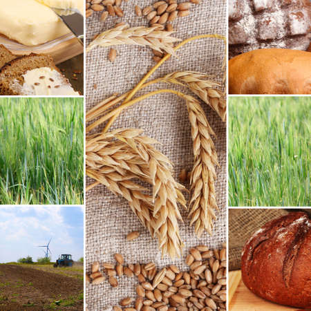 Bread and harvesting wheat collageの写真素材