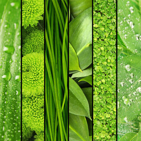 Collage of green grass and leaves.の写真素材