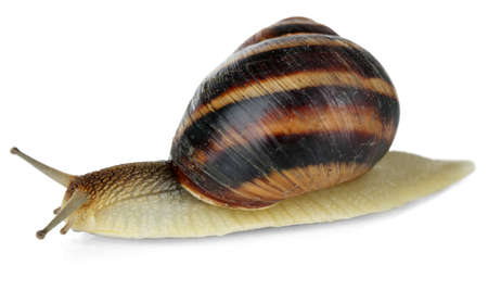 Snail isolated on whiteの写真素材