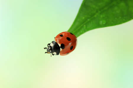 Beautiful ladybird on green leafの写真素材