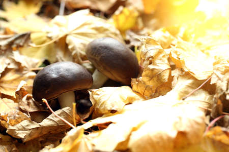 Maple leaves and mushrooms in park, close-upの写真素材