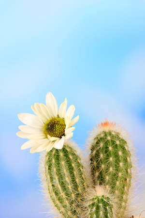 Cactus with flower, on blue sky backgroundの写真素材