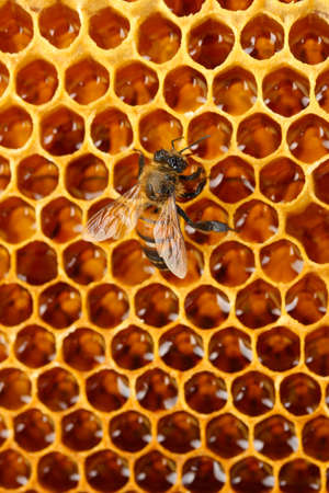 yellow beautiful honeycomb with honey and bee, backgroundの写真素材