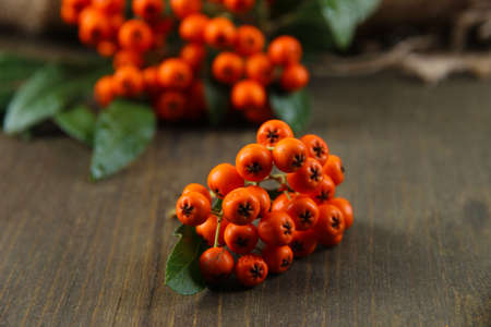 Pyracantha Firethorn orange berries with green leaves, on wooden backgroundの写真素材