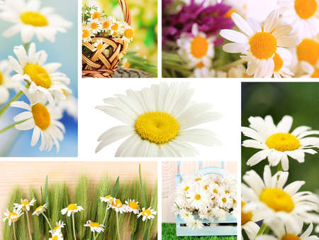Collage of beautiful wild camomilesの写真素材