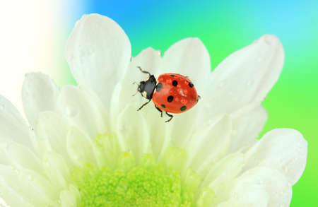 Beautiful ladybird  on flower, close upの写真素材