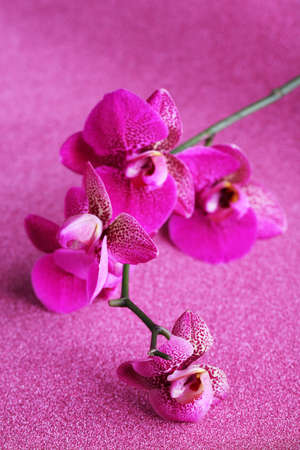 Beautiful orchid on purple backgroundの写真素材