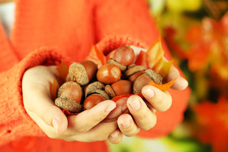 Man hands with acornsの写真素材