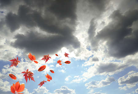 Grey sky and autumn leavesの写真素材