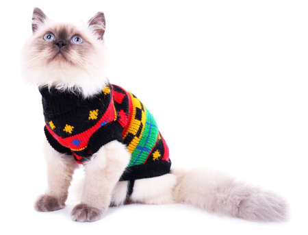 Beautiful cat isolated on whiteの写真素材