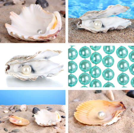 Collage of seashells close-upの写真素材