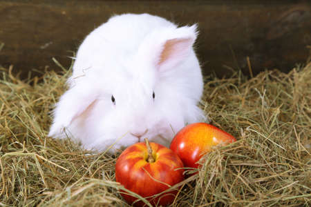White cute rabbit with apples on hayの写真素材