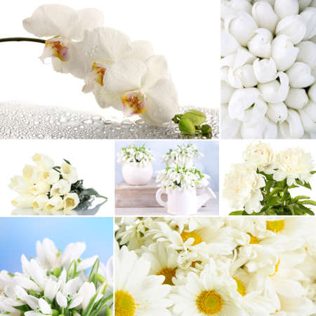 Collage of different white flowersの写真素材