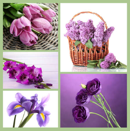 Collage of different  purple flowersの写真素材