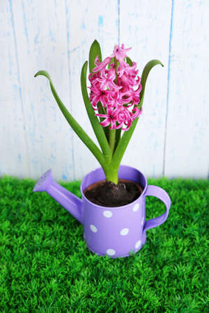Beautiful hyacinth flower in decorative watering can  on green grass, on wooden backgroundの写真素材
