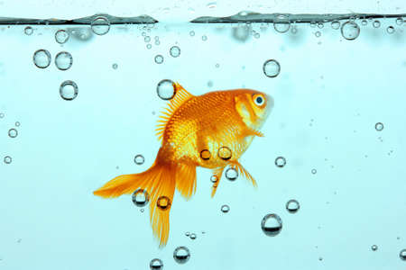 Goldfish in clear waterの写真素材