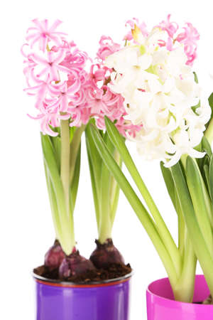 Hyacinth flowers in pots isolated on whiteの写真素材