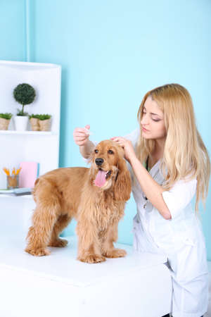 Beautiful young female veterinarian with dog in clinicの写真素材