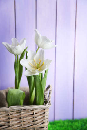 Beautiful tulips in wicker basket, on green grass on color wooden backgroundの写真素材