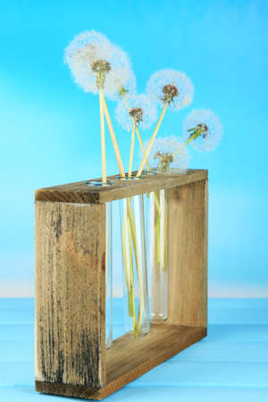 Dandelions in vases on blue backgroundの写真素材