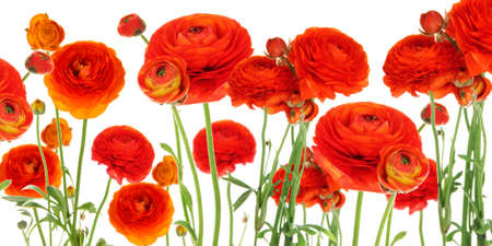 Ranunculus (persian buttercups) close upの写真素材