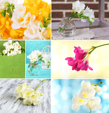 Collage of beautiful  freesiasの写真素材