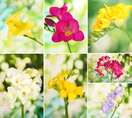 Collage of beautiful  freesiasの写真素材