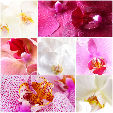 Collage of beautiful orchidsの写真素材