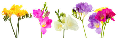 Collage of beautiful  freesias isolated on whiteの写真素材