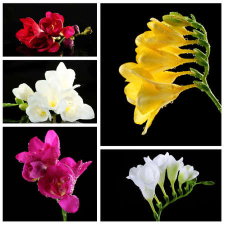 Collage of beautiful  freesias on black の写真素材