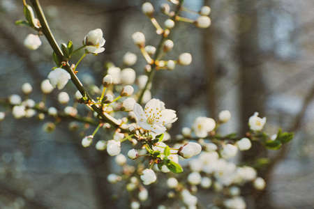 Blooming cherry tree twigs in spring close upの写真素材